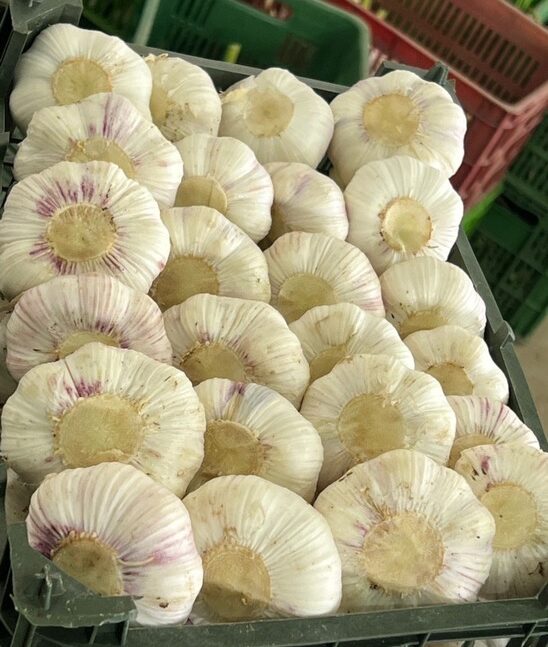 صادرات سیر ایرانی